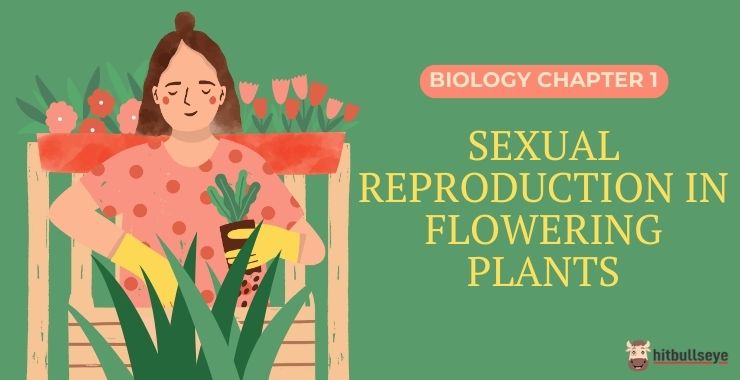 NCERT Class 12 Biology Chapter 1 Sexual Reproduction in Flowering ...